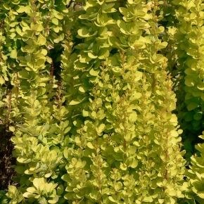 Berberys GOLDEN TORCH